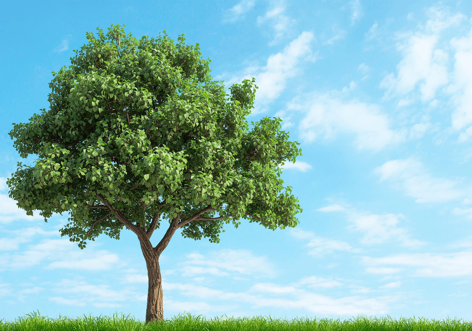 Landscape construction vision