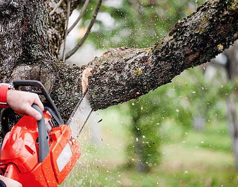Ask an Arborist: The ABC’s of Pruning